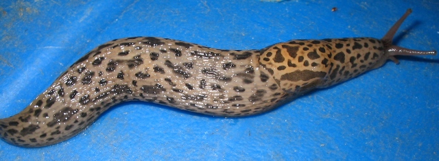 Limax  maximus da Monteveglio (BO)